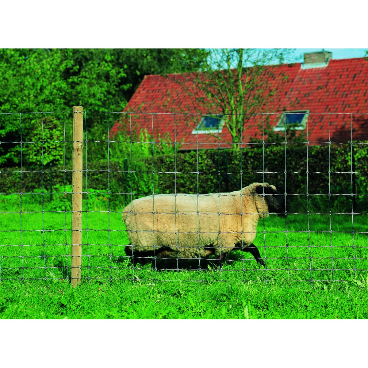 Grillage noué Prairie Galvanisé 1M20 / 50M pour Moutons et Chevaux